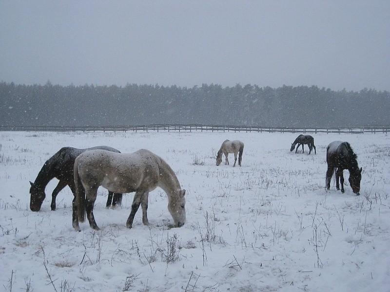 Koniki na zimowym wybiegu w Borówku
