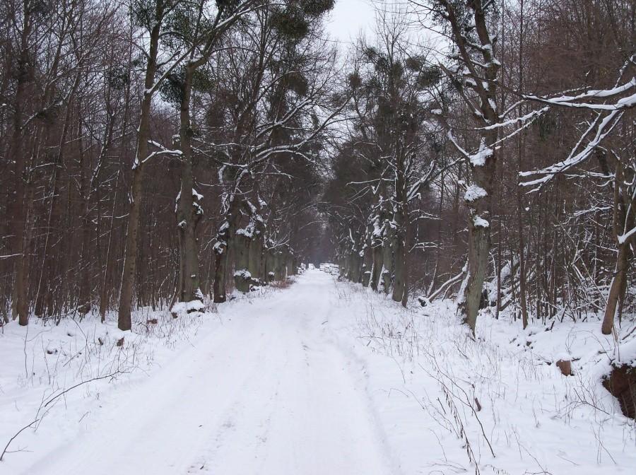 DĘBOWA ALEJA RUBNO-PRÓCHNIK