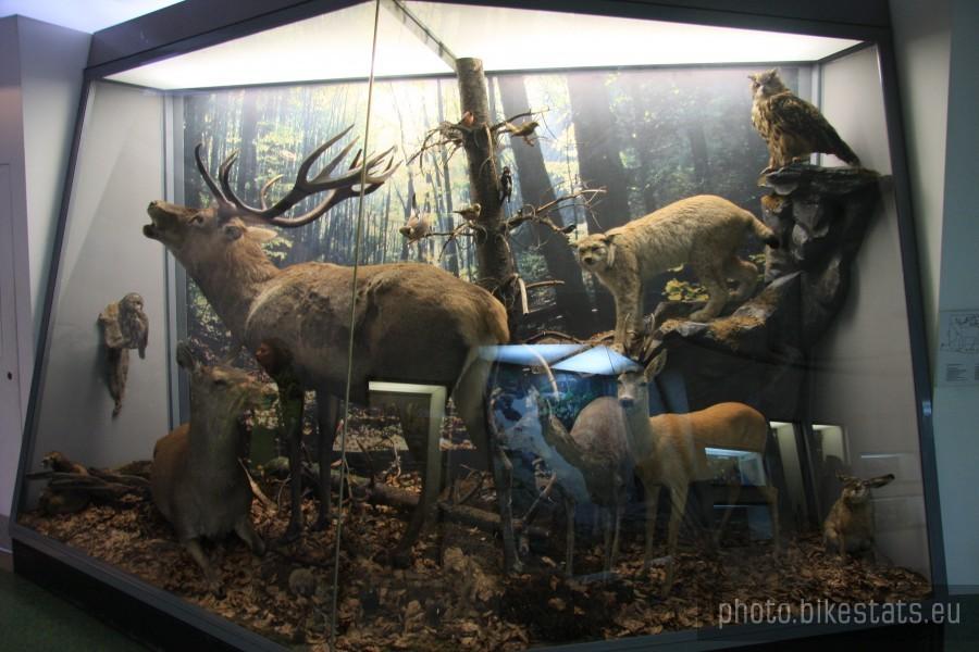 W muzeum Tatrzańskim