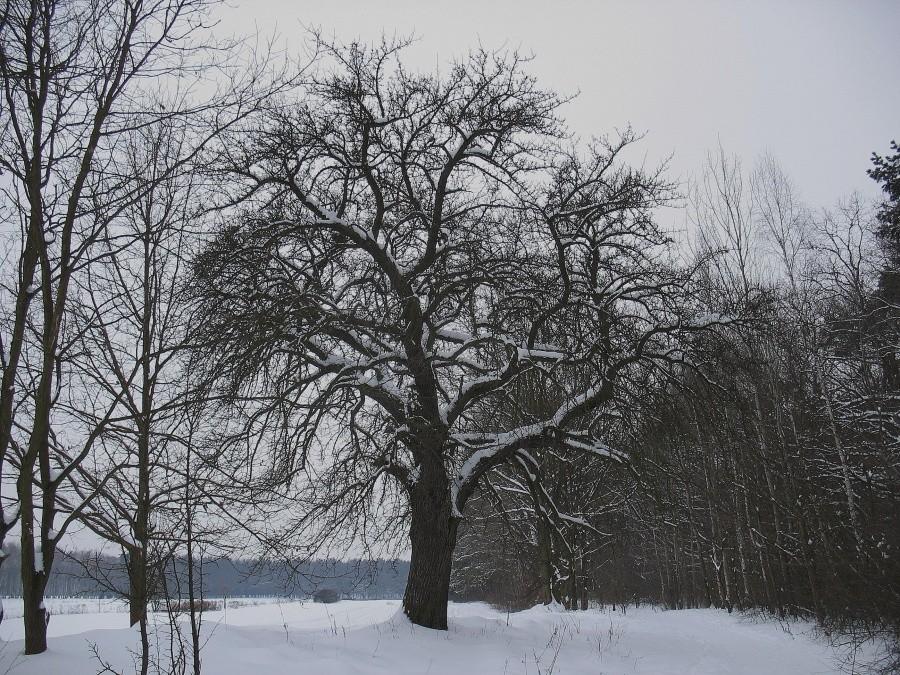 Polna grusza