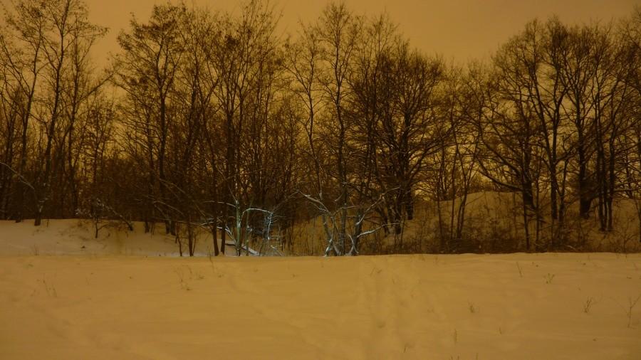 Las Bielański nocą