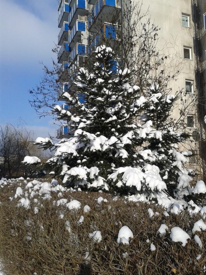Najpiękniejsze są choinki..