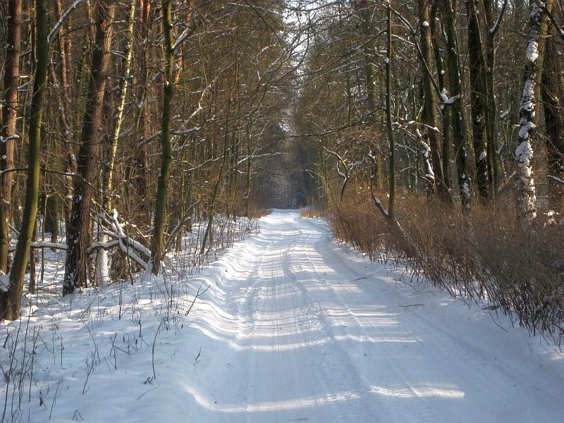 Leśna droga z Wierzonki do Barcinka