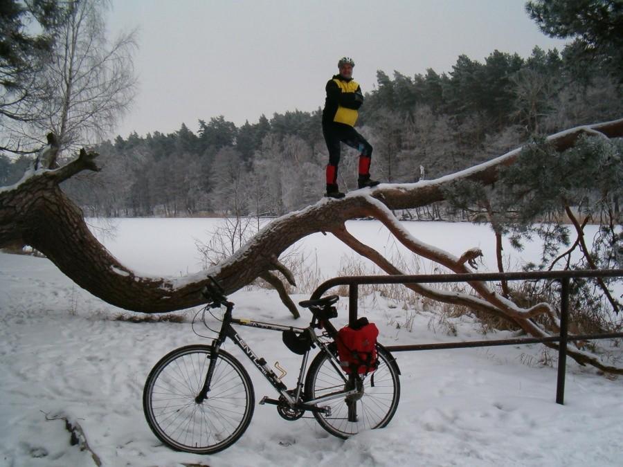 Stoje sobie na powalonym drzewie, przy jeziorze Borówno Wielkie, koło Skarszew. 26-01-2013.