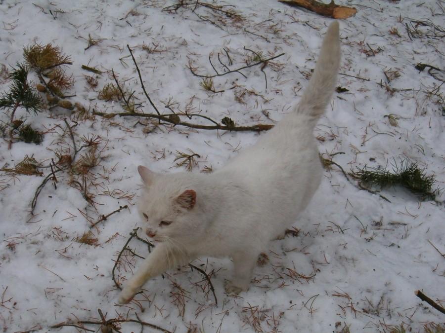 Kiciu na śniegu, sobie spaceruje, ujęcie 4. 26-01-2013.