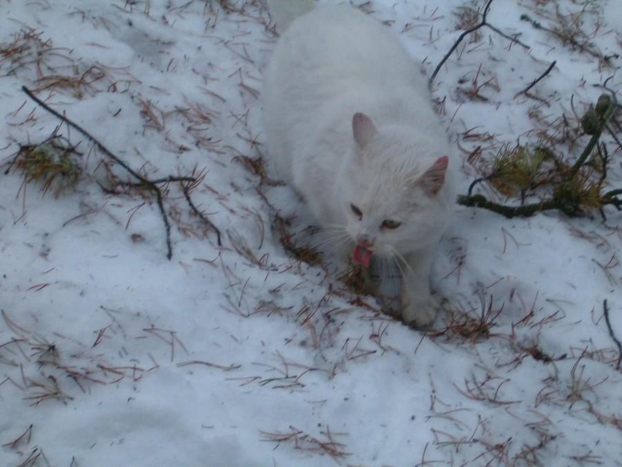 Kiciak na śniegu, ujęcie 3. 26-01-2013.