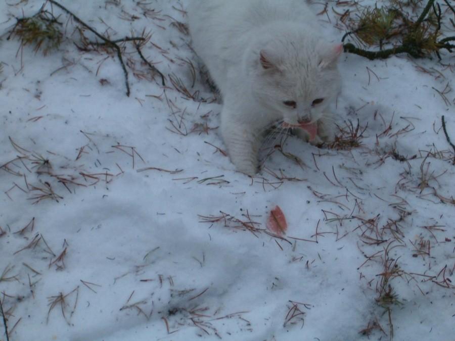 Kiciak degustuje moją szyneczkę, okazja do zrobienia foto. 26-01-2013.