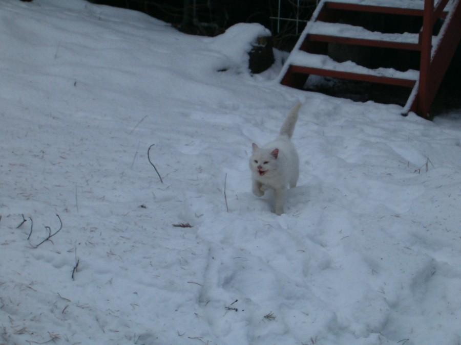 Kiciu na śniegu w bojowym nastroju. 26-01-2013.