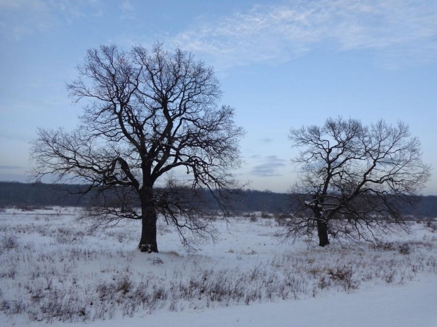 drzewa nad odrą