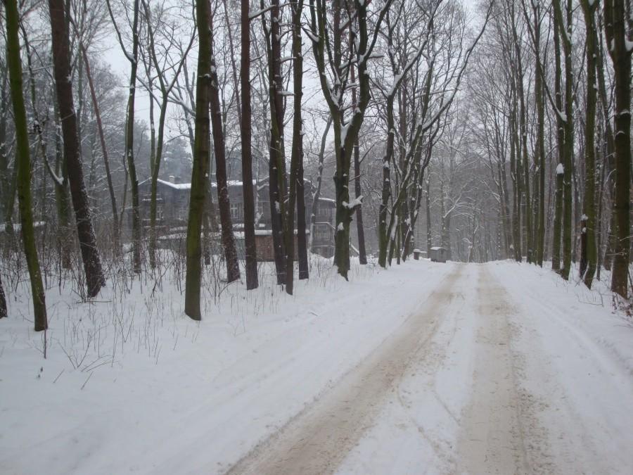 Las ruda zimą