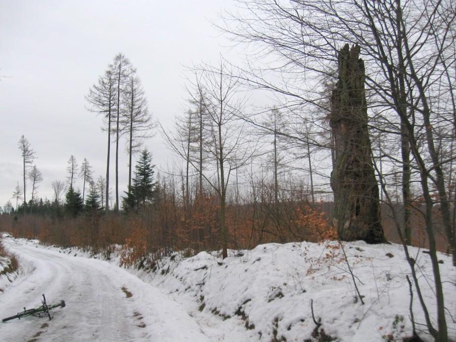 Strzelny Buk.
