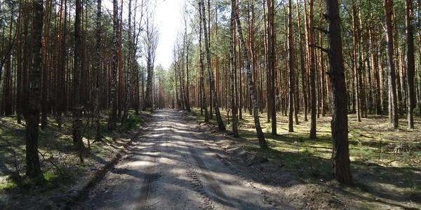 Las Grabarka. Leśny szlak rowerowy