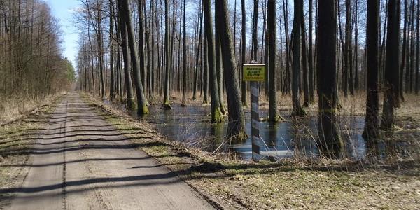 Drzewostan Nasienny Wyłączony Wstęp Wzbroniony
