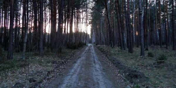 Leśny szlak rowerowy
