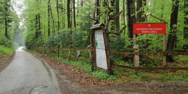 Rezerwat Przyrody "Świnia Góra"