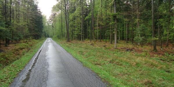 Leśna droga tuż po deszczu