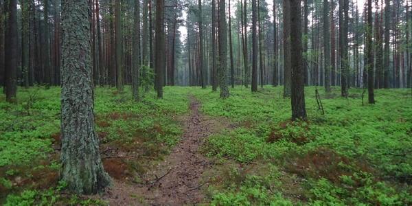Leśna ścieżka kusi aby nią pojechać.. my skusiliśmy się