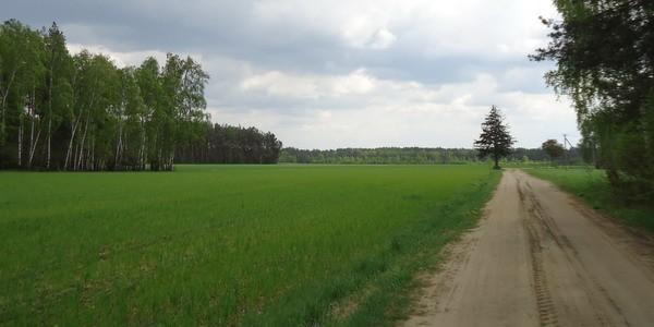 Polna droga we wsi Michałówka