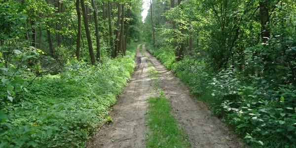 Las Grabarka nad rzeką Rudka