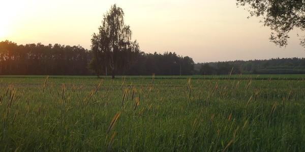 Pola w okolicach wsi Janówka