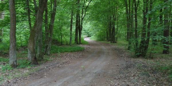 Las Rudka. Zwierzyniec
