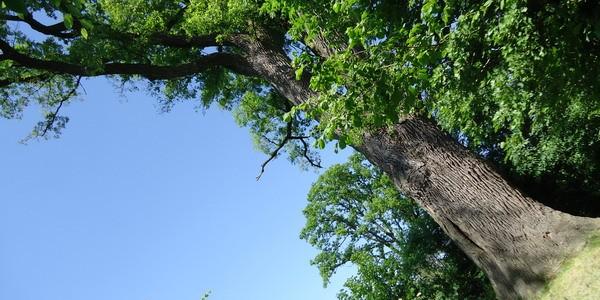 Dąb Miłości w Leśnej Podlaskiej - najstarsze drzewo na Południowym Podlasiu