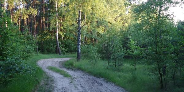 Las Grabarka nad rzeką Rudka