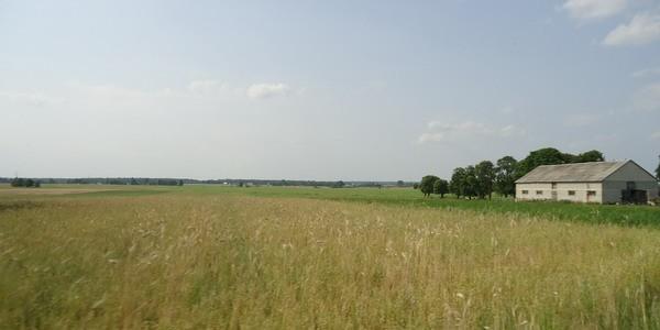Mariampol. Niedługo zaczną się żniwa