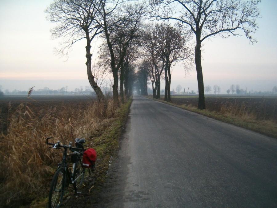 Wypad rowerowy do Elbląga. Przydrożne drzewa na drodze z Chlebowa do Świerek, koło Nowego Stawu.07-02-2013.