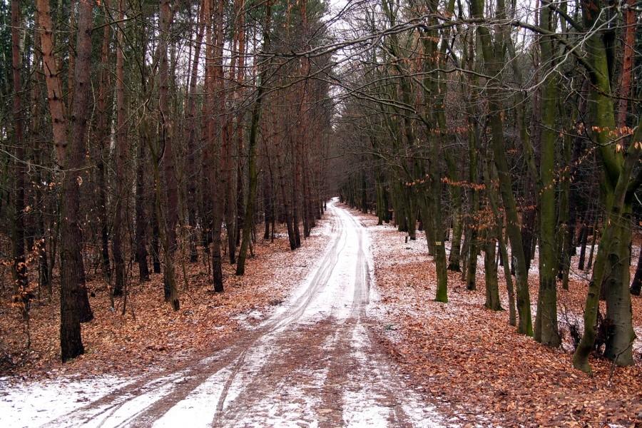 Las na Mierzei Wiślanej