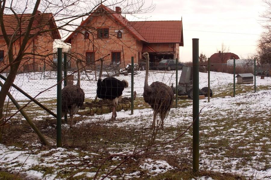Ferma strusi w Jantarze