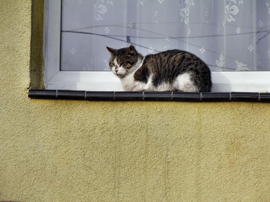 Kotek na parapecie w Pilchowie.