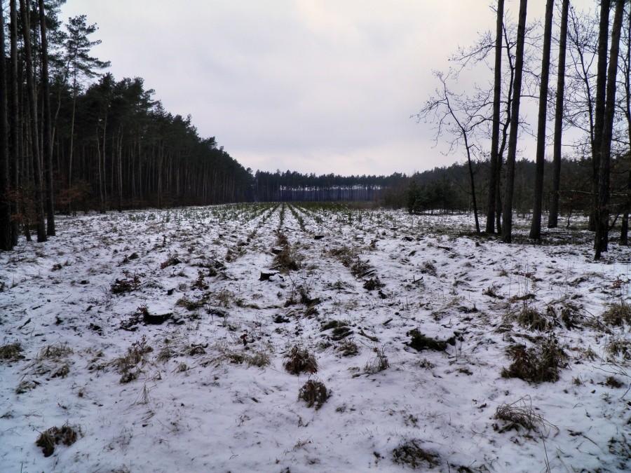 Był las .... fragment Puszczy Wkrzańskiej.