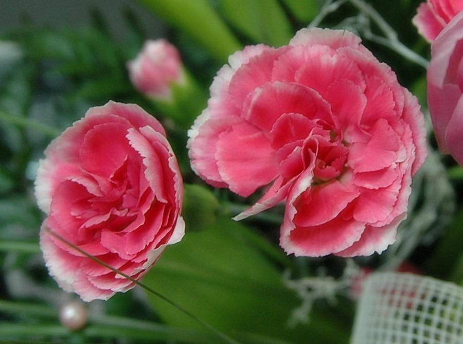 Happy Valentine's Day