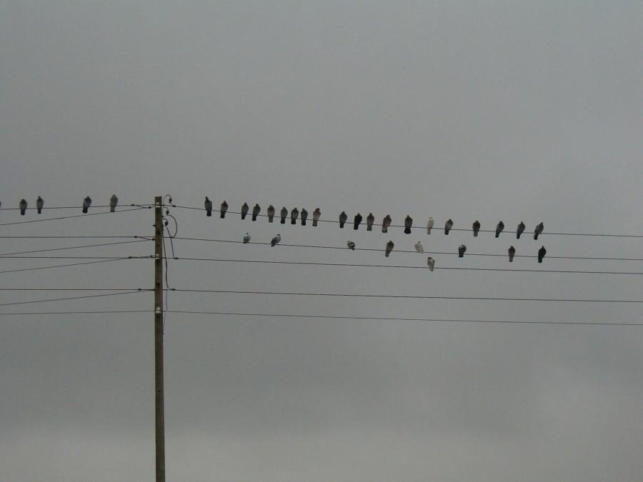 Sobotnie rowerowanie. Ptasi zlot na drutach. 16-02-2013.