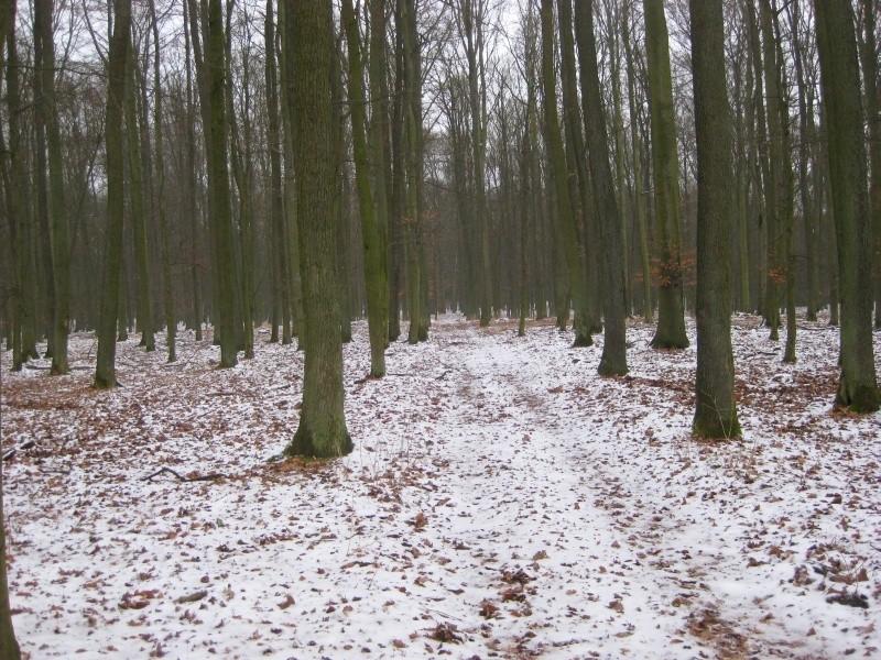 Dębogóra - droga leśna