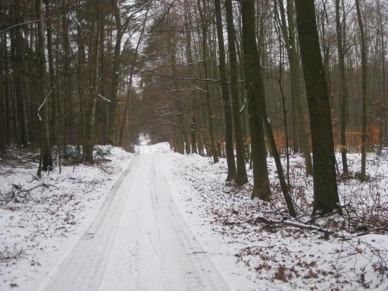 Droga leśna Tuczno - Ludwikowo