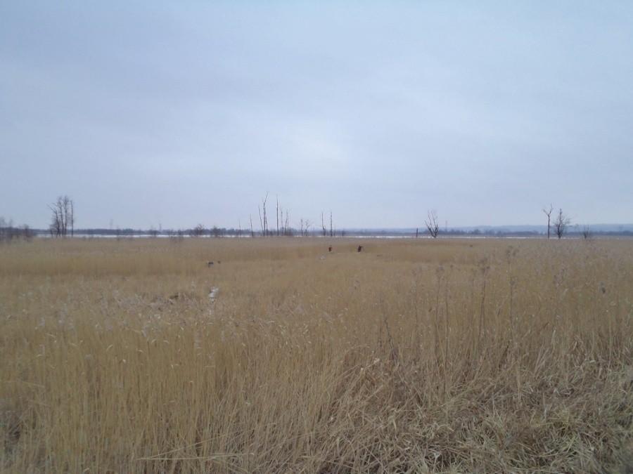 Jezioro Drużno - trzcinowe żniwa