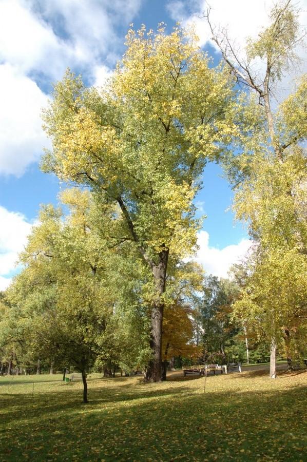 Archiwalia - Park Kościuszki październik 2007 rok