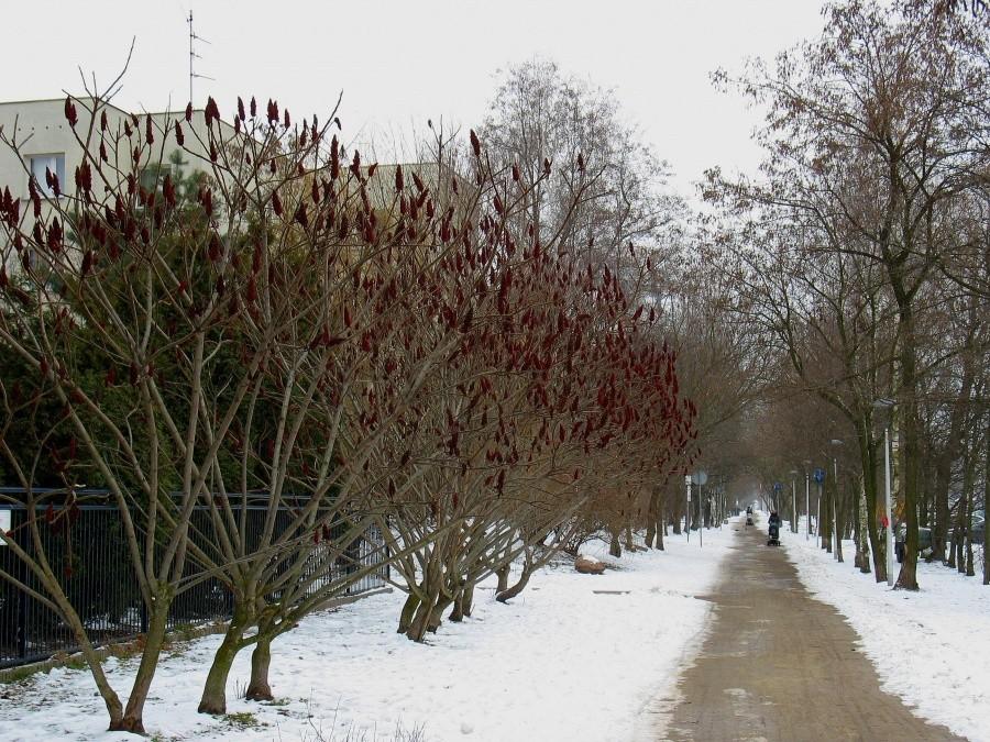Bożodrzew przy ul. Rosoła