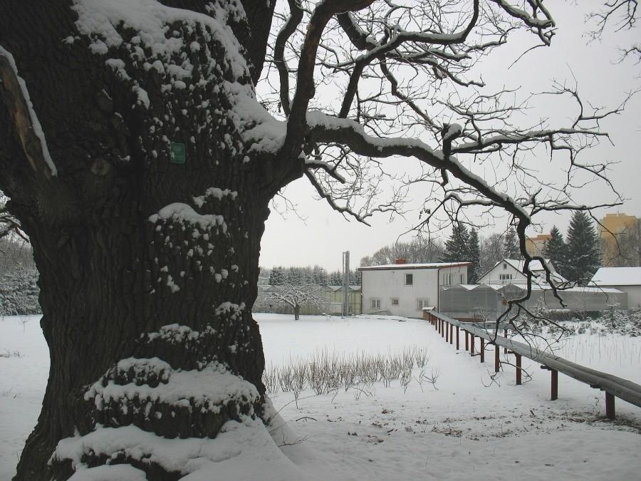 Dąb na terenie ogrodów Karniewskich