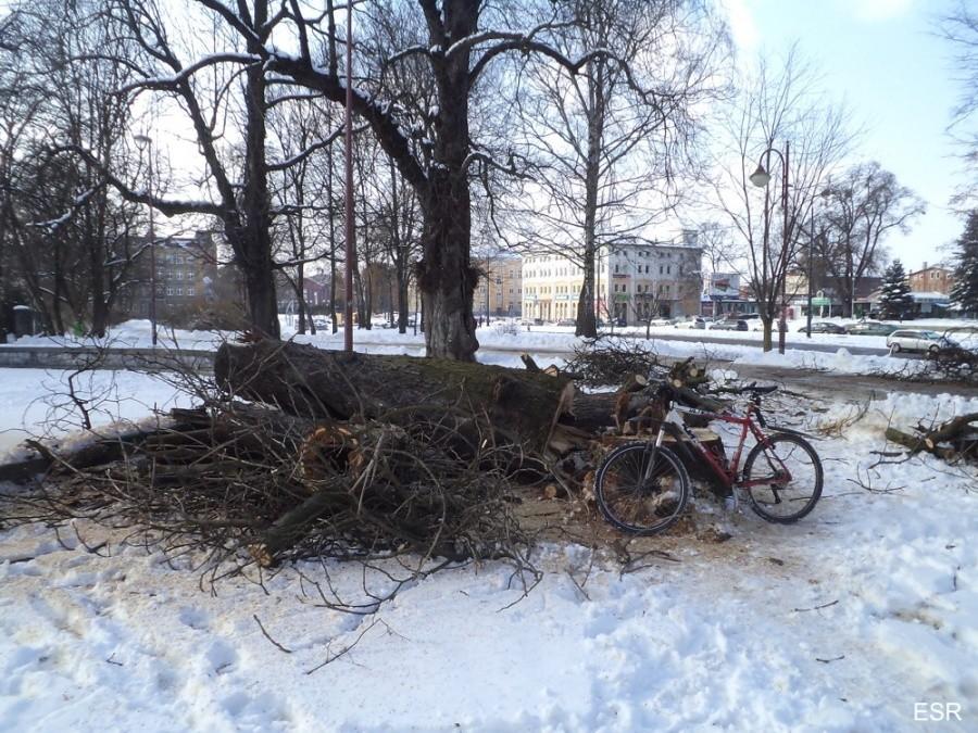 Park Planty - ścięty kasztanowiec
