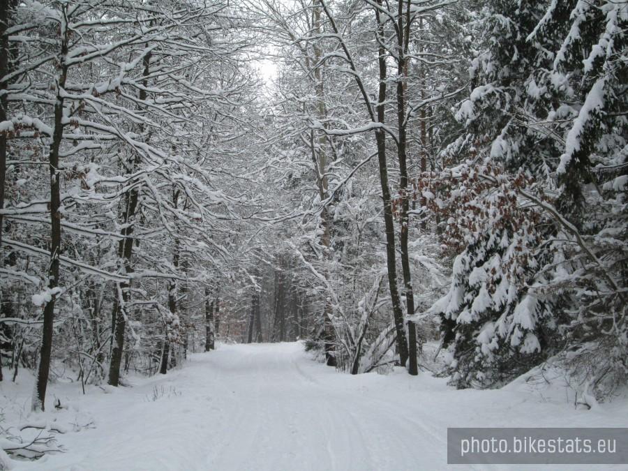 Pięknie ośnieżone drzewa