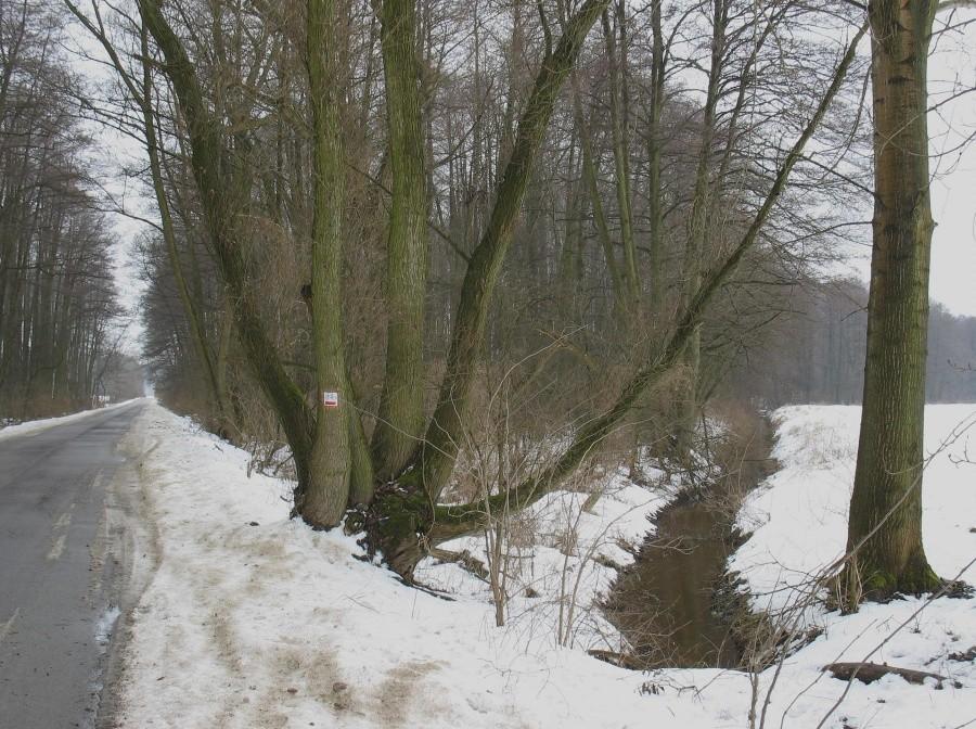 Olszyny Łyczyńskie