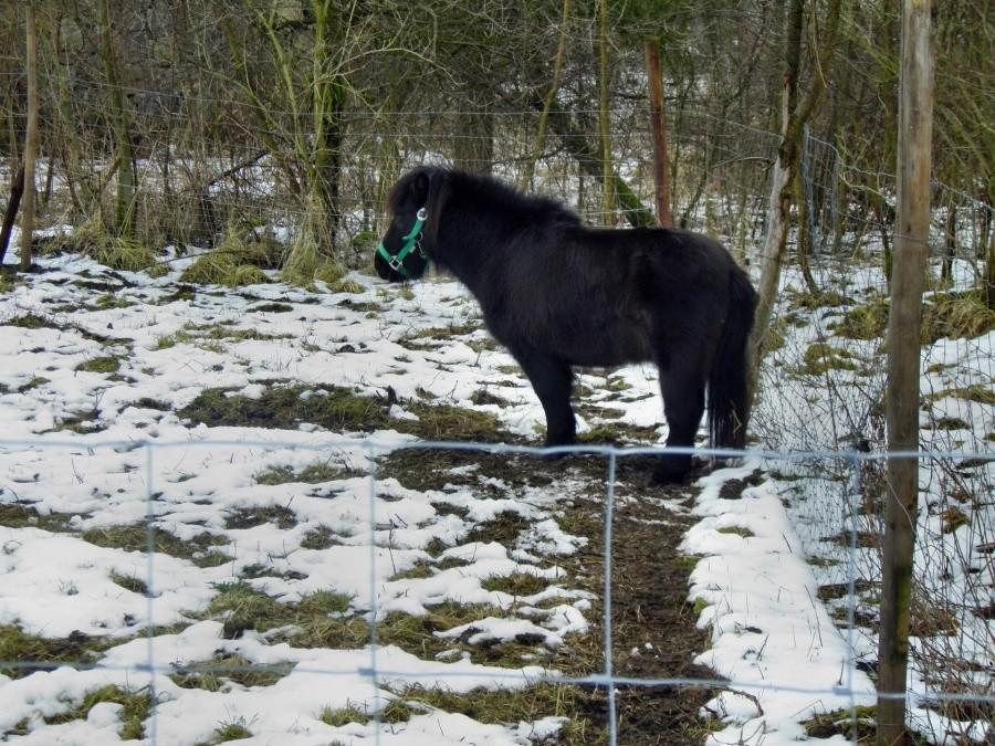 Konik z Ladenthin - 26 lutego 13 r.
