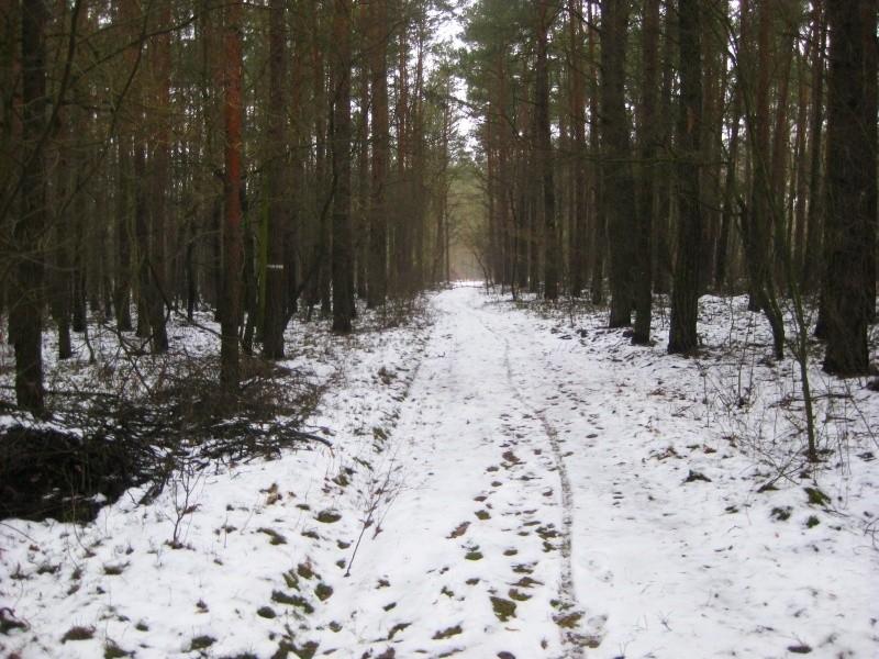 w lesie śniegu coraz mniej