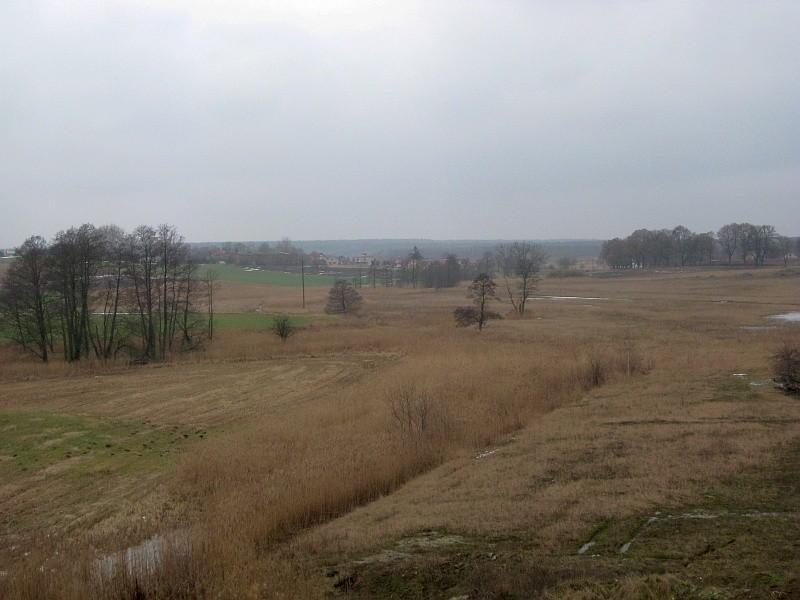 Tereny podmokłe w Raduszynie