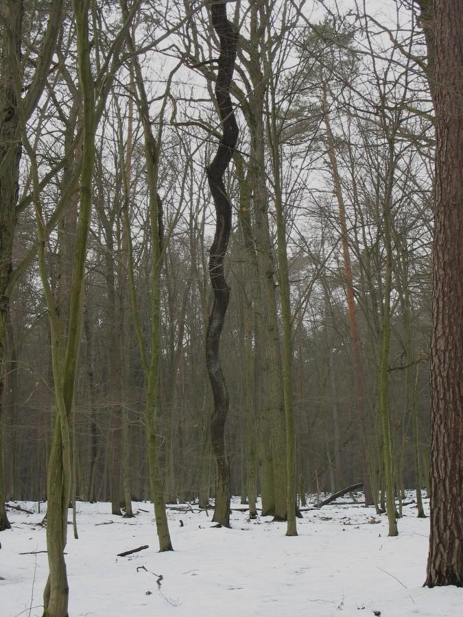 Faliste drzewo