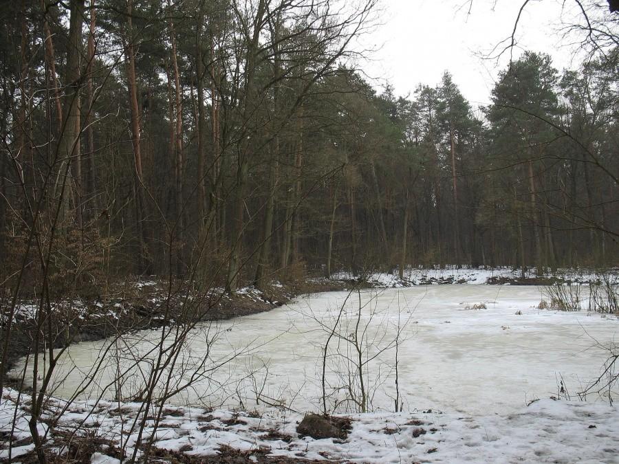 Leśny staw