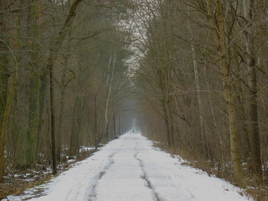 Las Kabacki – ul. Leśna